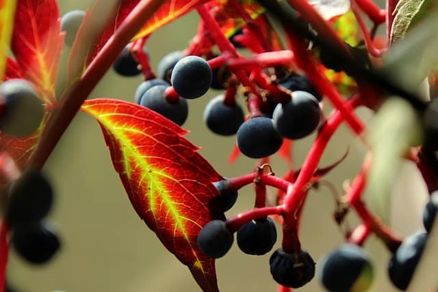 Virginia Creeper