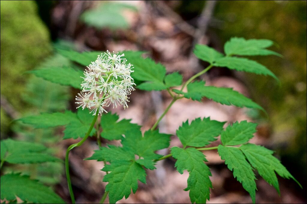 White Baneberry leaves and flowers