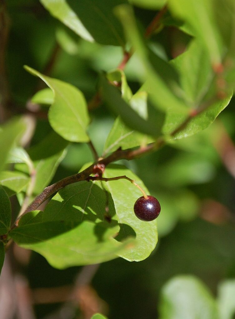 Black Huckleberry