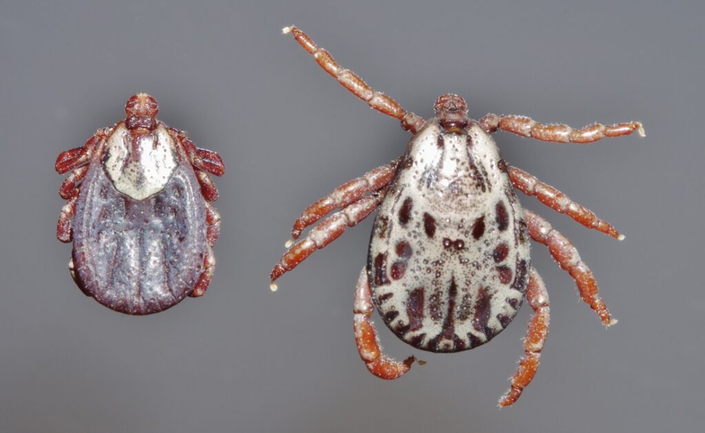 Rocky Mountain Wood Tick