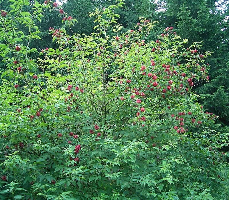 Scarlet Elderberry clusters