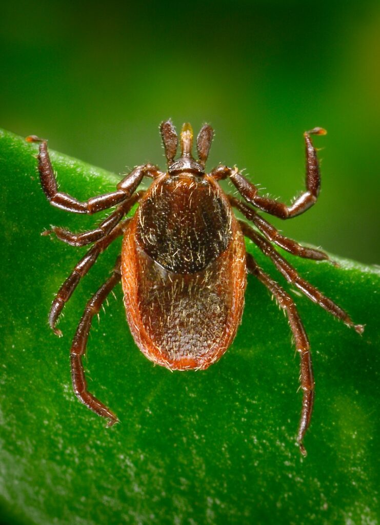 Western Black Legged Tick