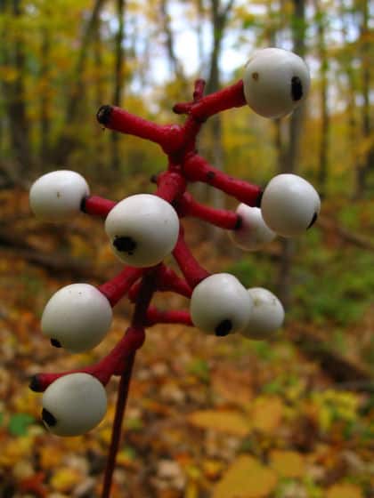 White Baneberry very toxic