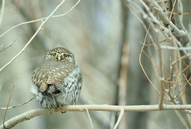 Northern Pygmy Owl