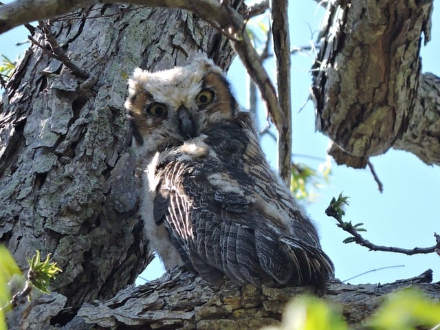 Great Horned Owlet