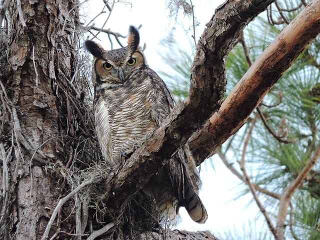 Great Horned Owl