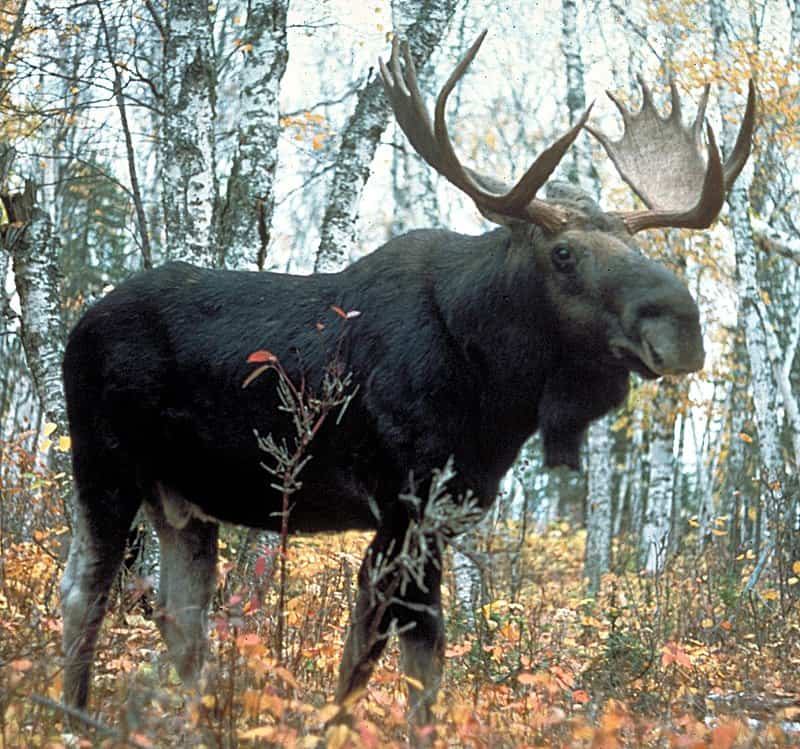 Bull Moose