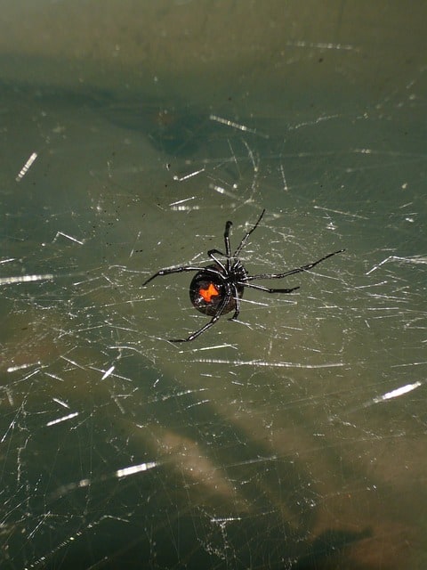 Black Widow Spider