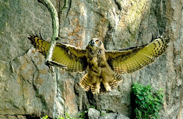 great horned owl in flight