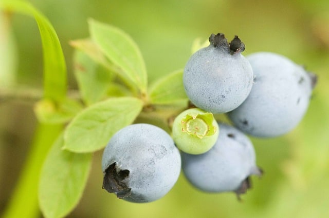 Wild Blueberry cluster