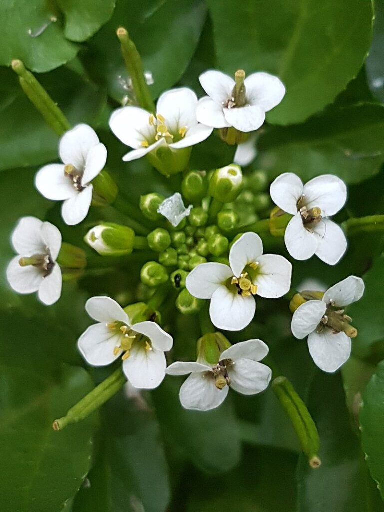 Watercress blossoms