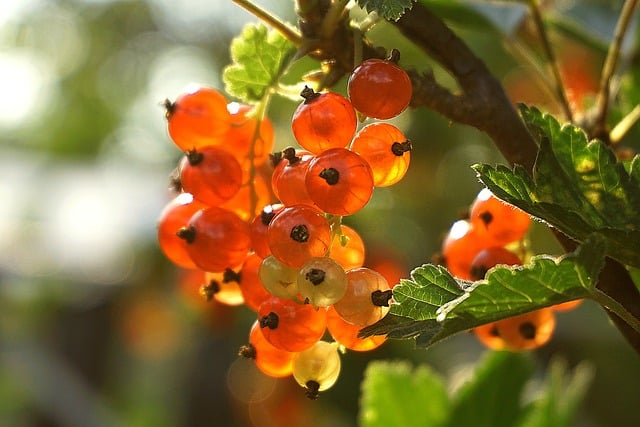 Currants