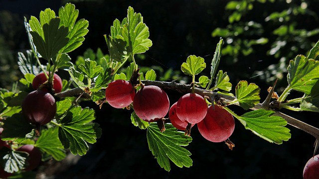 Mountain Gooseberry