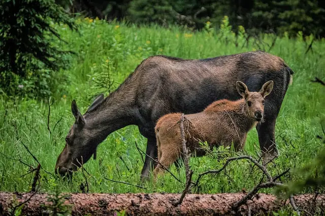 Female moose and her calf