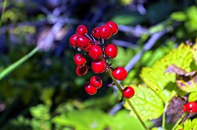 Red Baneberries