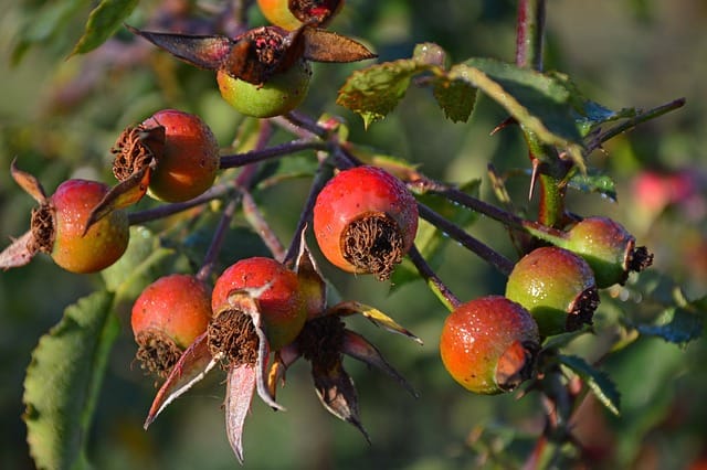 Wild rose hips