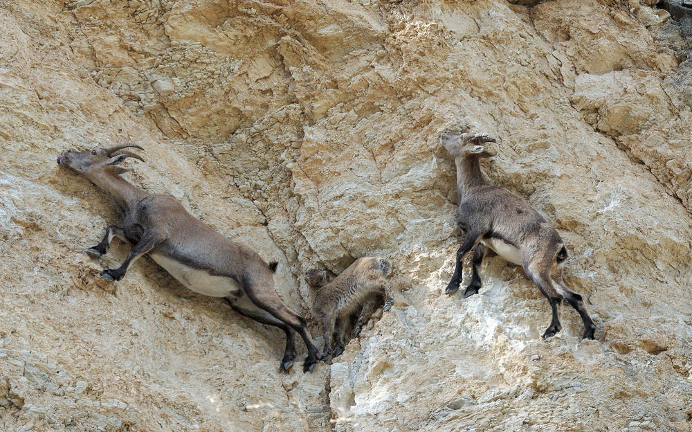 mountain goats licking mineral off rocks