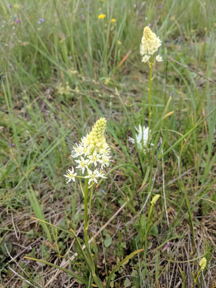 Death Camas 