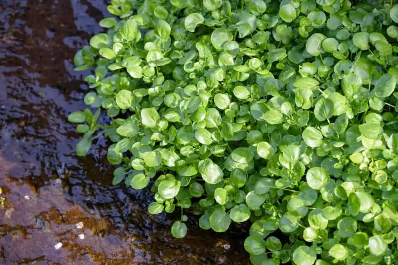 Watercress thriving in a river.