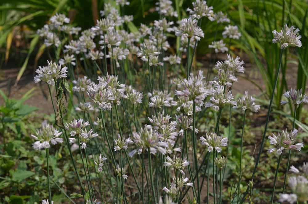 Blooming Wild Onion