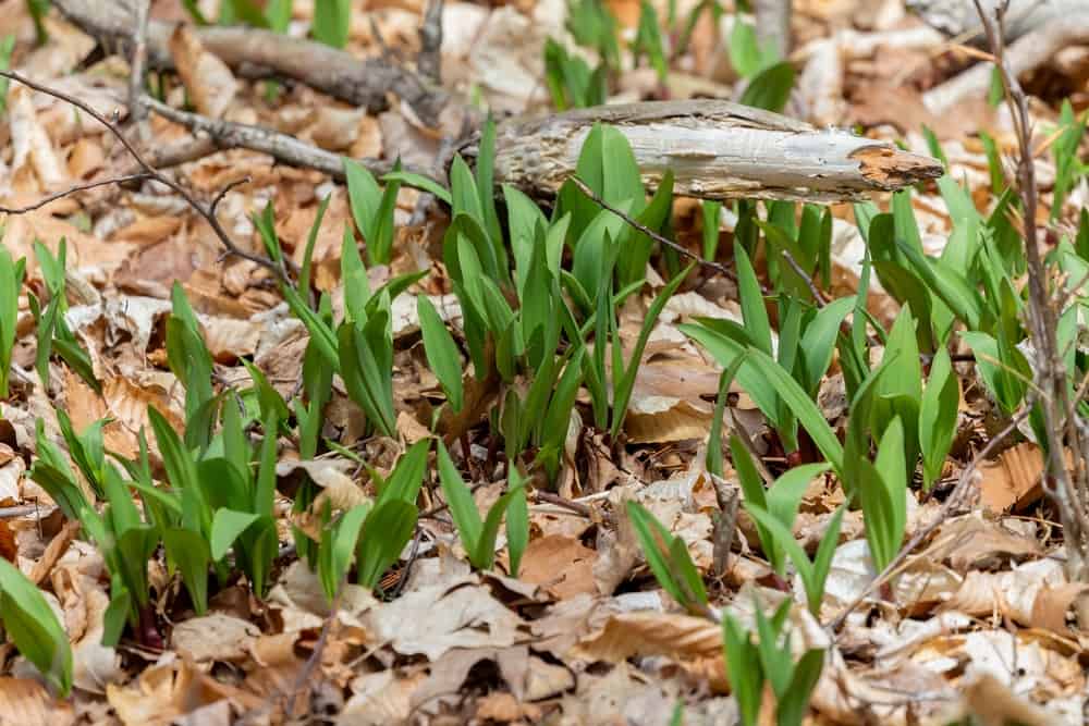 Wild Leeks (Ramps)