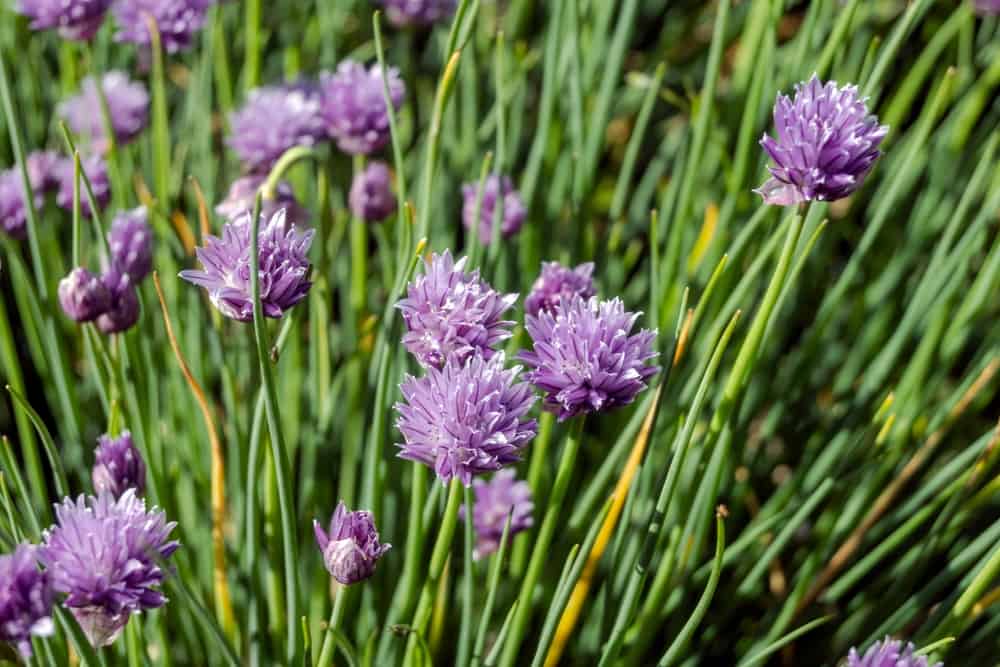 Wild Chives