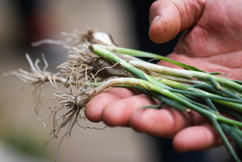 wild green onions