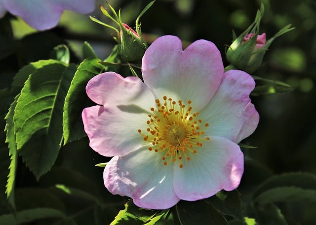 Wild Rose