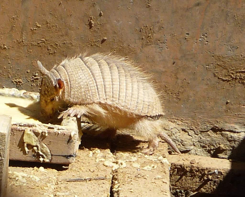 Andean Hairy Armadillo