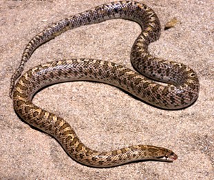 Arizona Glossy Snake