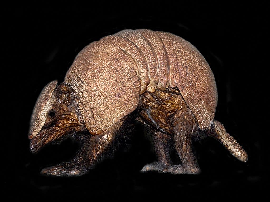 Brazilian Three-Banded Armadillo 