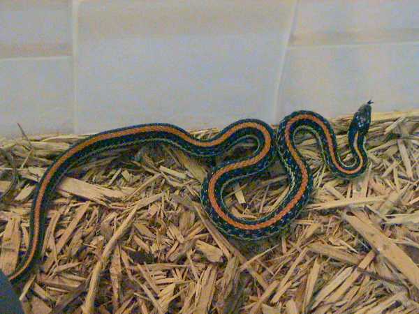 Common Garter Snake