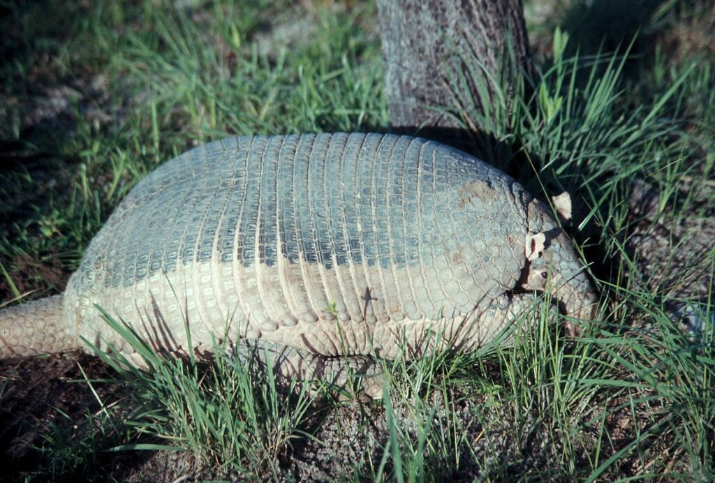 Giant armadillo