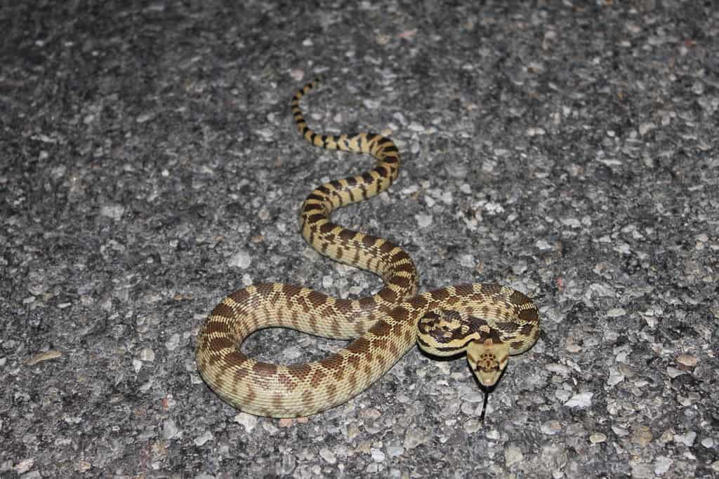 Great Basin Gopher Snake