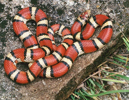 red milk snake