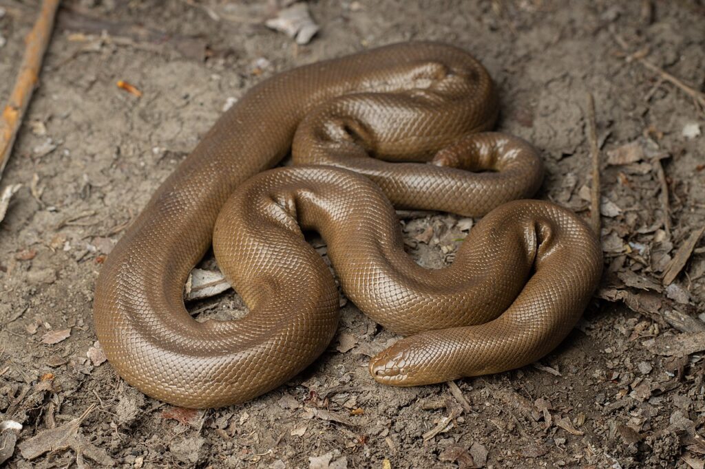 Rubber Boa