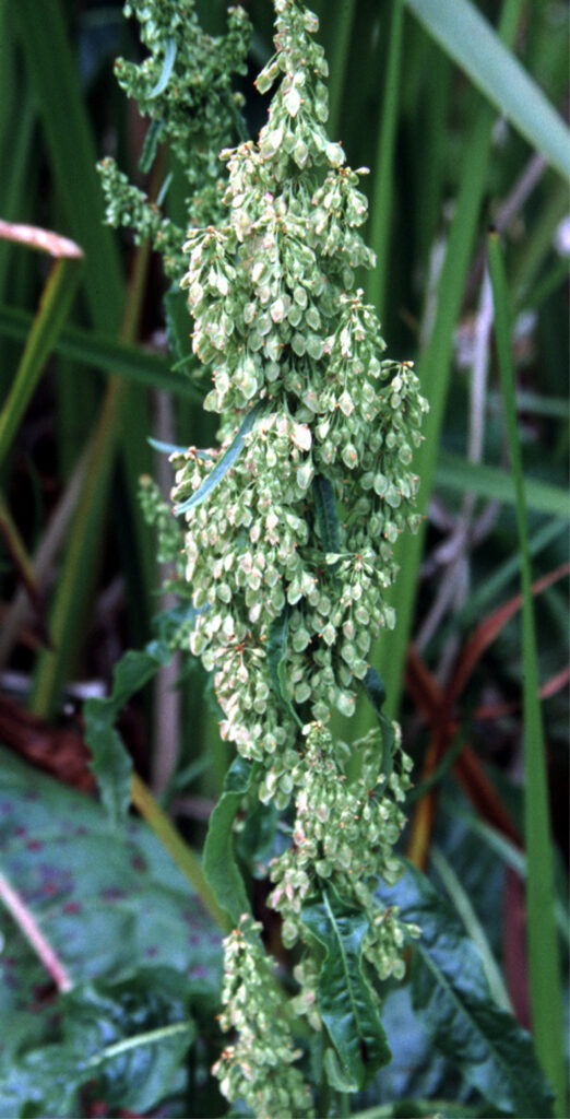 Western Dock (rumex occidentalis)