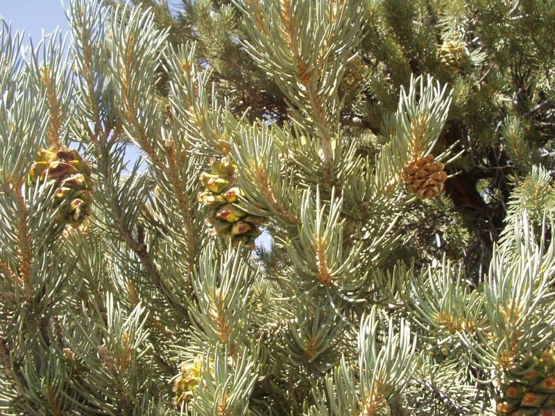 Pinyon pine