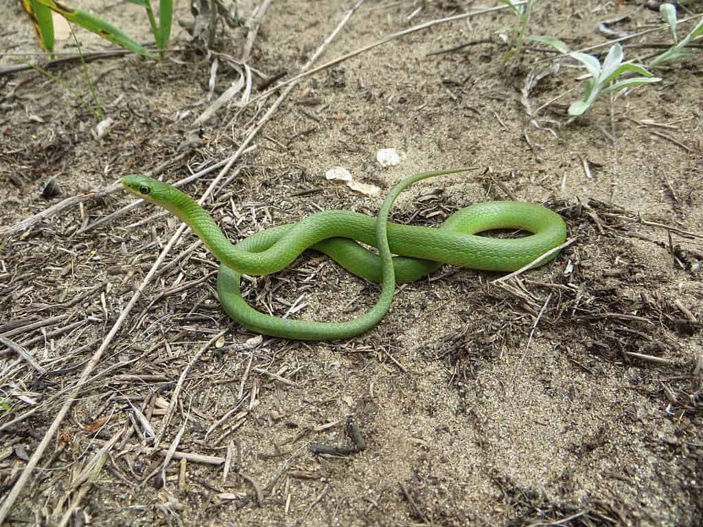 Smooth Green Snake