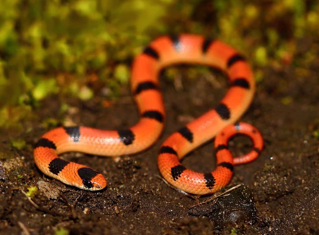 Western Ground Snake