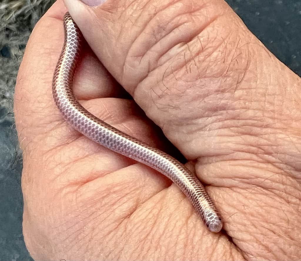 Western Thread Snake