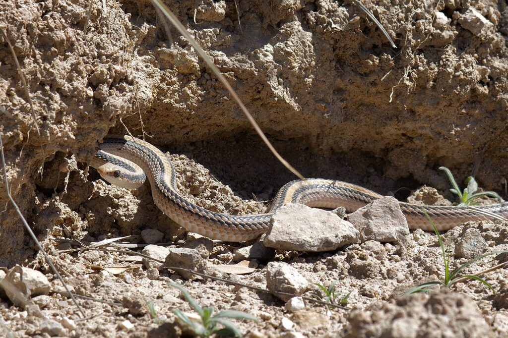 Western Patch-nosed snake