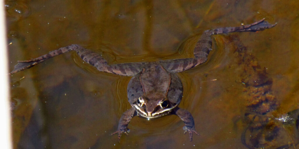 Wood Frog floating