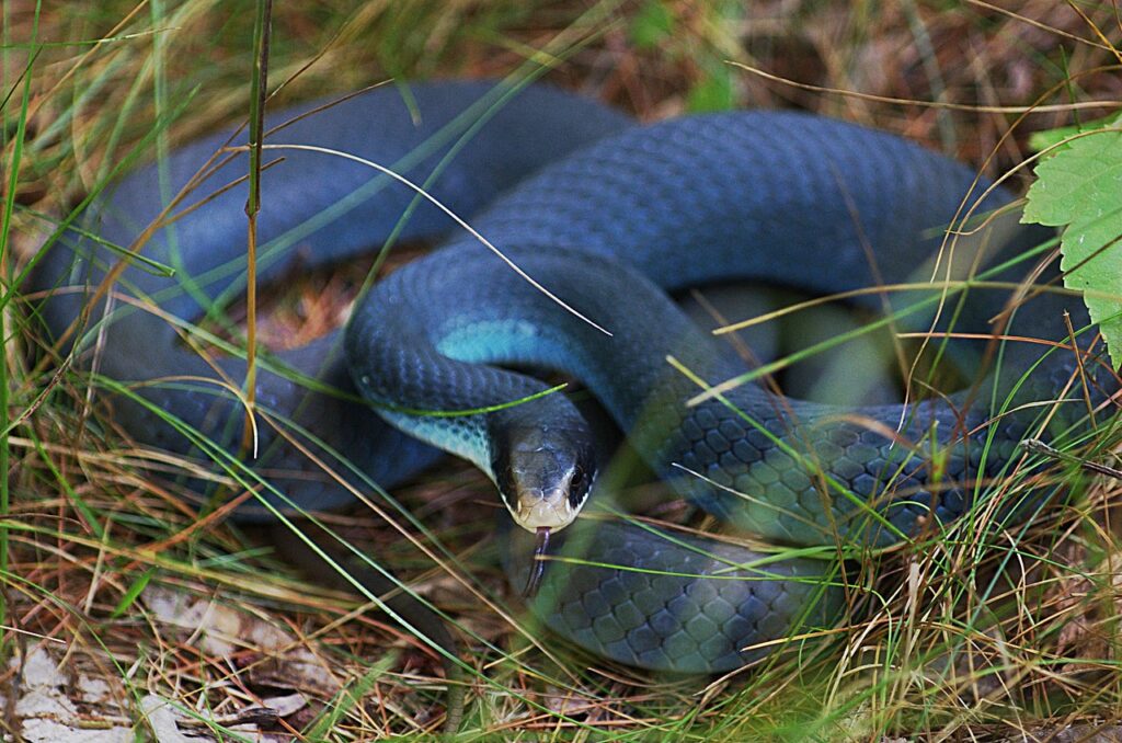 Blue Racer