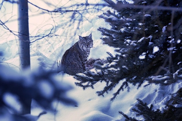 Bobcat in the snow