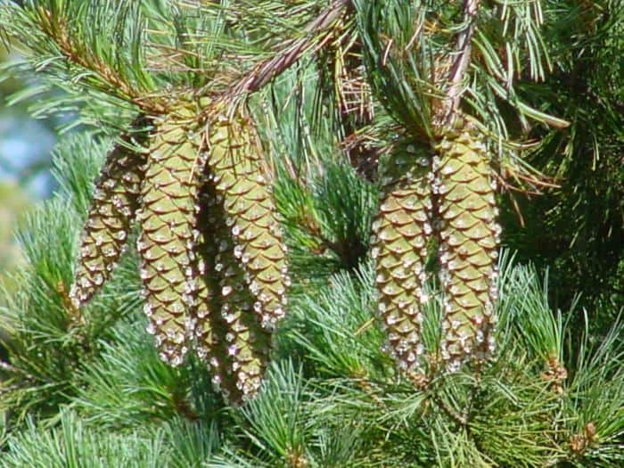 female white pine cones