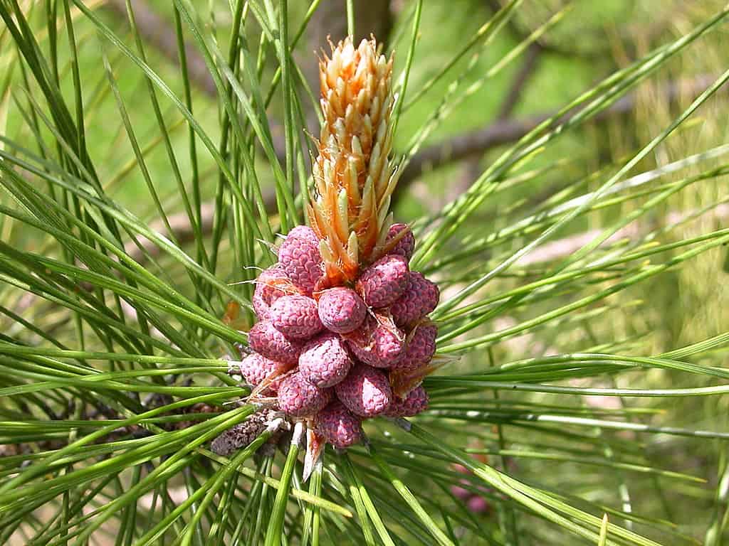 male red pine cones