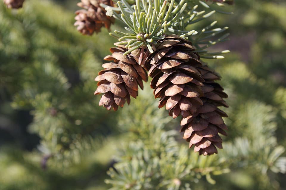 pinecone