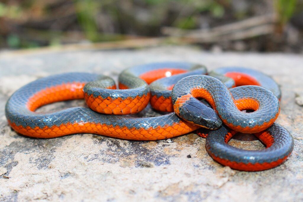 Ring Necked Snake