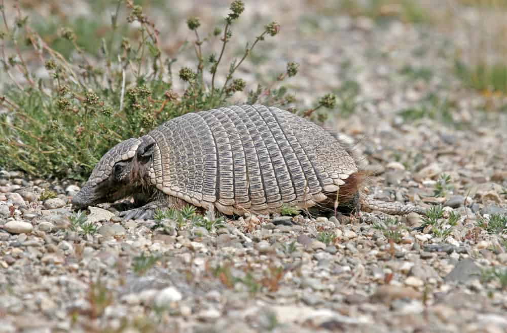 Pichis armadillo